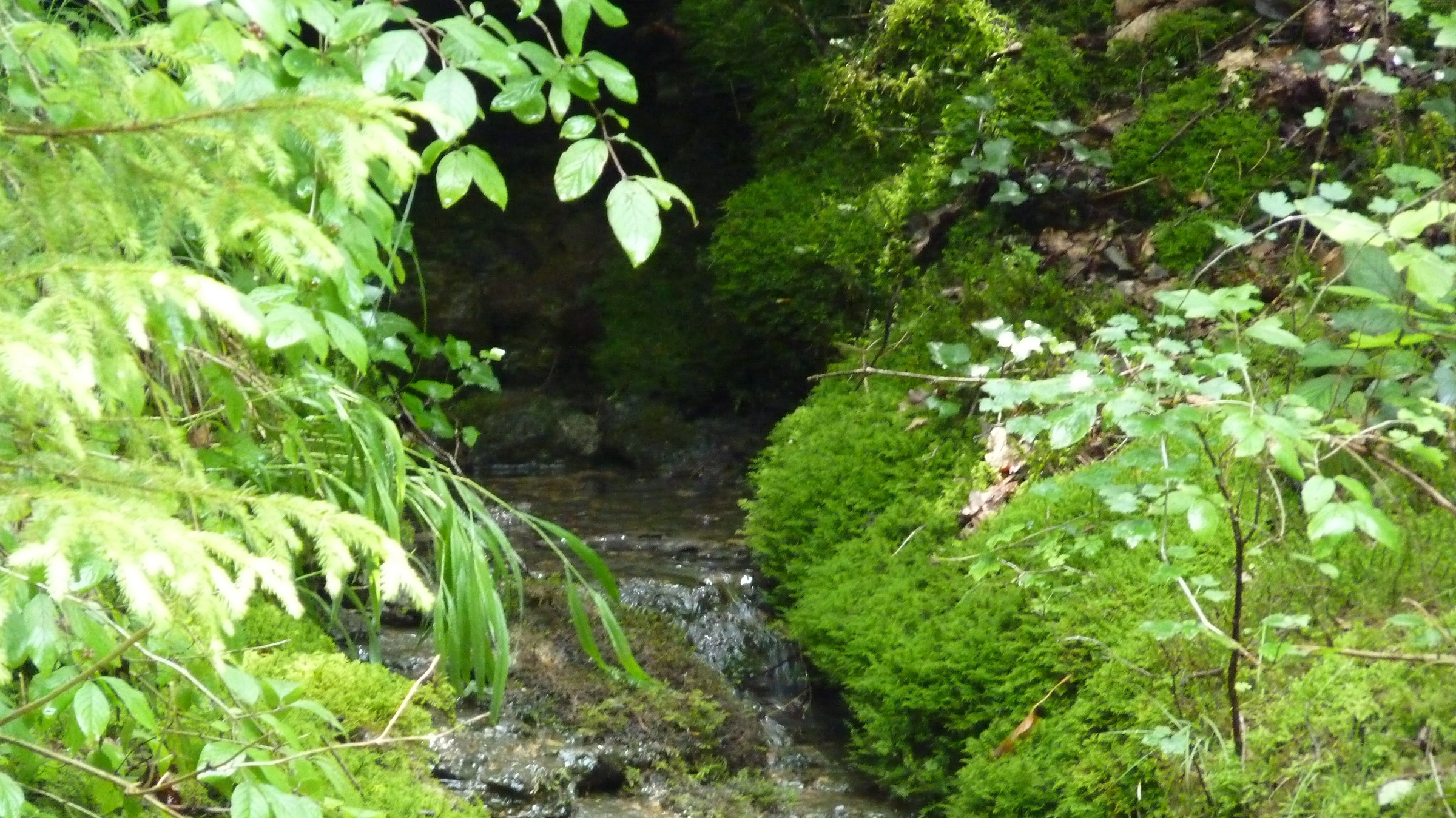 Sources de la Suize à Courcelles en Montagne Chemins de l'eau